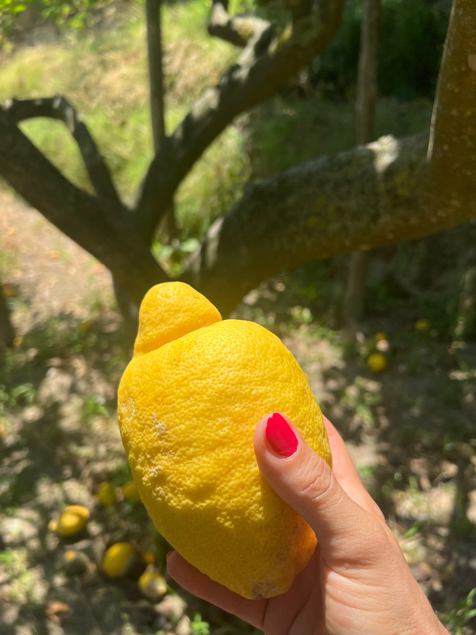 Frische Zitrone am Baum im Süden