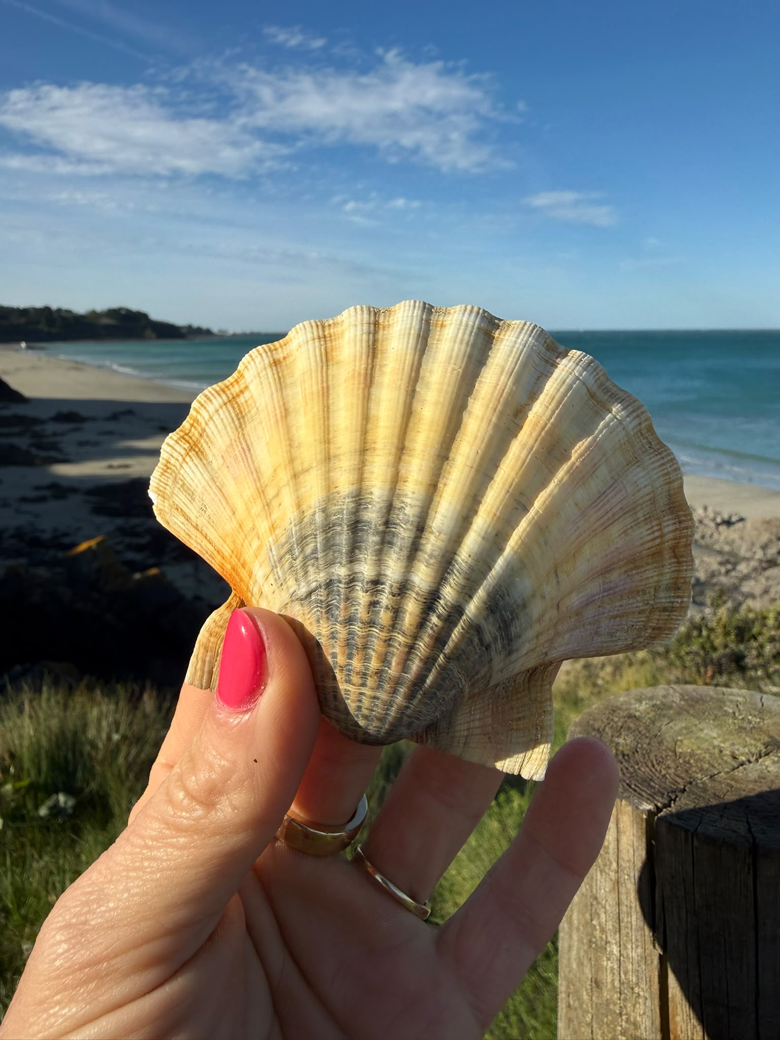 Muschel am Strand in der Sonne
